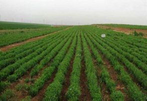 کشت ۷۰۰ هکتار نخود در اراضی زراعی آبی استان آذربایجان شرقی