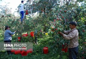 بزرگ‌ترین باغ میوه کشور در تبریز احداث می‌شود