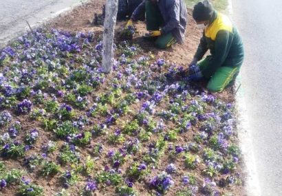 کاشت ۱۳۵ هزار بوته گل بهاری در یک ماه گذشته