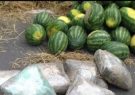 کشف ۷۲ کیلوگرم موادمخدر در بار هندوانه در تبریز