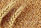 معرفی ۱۰ رقم جدید گندم توسط موسسه تحقیقات کشاورزی دیم کشور