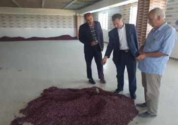 بازدید فرماندار آذرشهر از کارگاه فرآوری محصولات کشاورزی در روستای خراجو