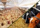 پرداخت ۸ هزار میلیارد تومان تسهیلات به دامداران و مرغداران/ پیش بینی افزایش ۲۰ درصدی تولید گوشت مرغ از محل زنجیره ارزش