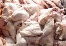 آغاز صادرات مرغ و جوجه یک روزه بعداز ۶سال به عراق