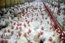 آغاز صادرات مرغ و جوجه یک روزه بعداز ۶ سال به عراق