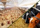 پرداخت ۸ هزار میلیارد تومان تسهیلات به دامداران و مرغداران/ پیش بینی افزایش ۲۰ درصدی تولید گوشت مرغ از محل زنجیره ارزش
