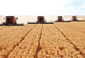 افزایش ۲۰۰ درصدی خرید گندم در آذربایجان شرقی/ ۷۰ درصد اراضی را زیر کشت دیم می بریم