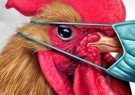علائم  آنفلوانزای فوق حاد پرندگان و راه‌های انتقال به انسان