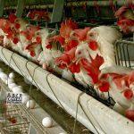 پیش خرید گوشت مرغ از مرغداران کردستان آغاز شد