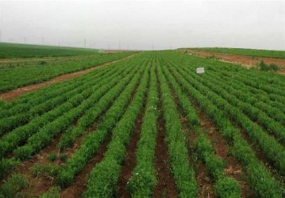 کشت ۷۰۰ هکتار نخود در اراضی زراعی آبی استان آذربایجان شرقی