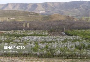 شکوفه های بهاری آذربایجان شرقی