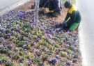 کاشت ۱۳۵ هزار بوته گل بهاری در یک ماه گذشته