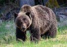 جزئیات تلف شدن یک قلاده خرس در هوراند