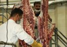 عرضه گوشت شقه گوسفندی با قیمت ۱۱۶ هزارو ۹۰۰ تومان در میادین میوه و تره بار