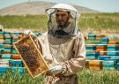 برداشت  ۱۴۲۲ تن عسل در شهرستان ورزقان