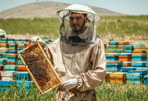 برداشت  ۱۴۲۲ تن عسل در شهرستان ورزقان