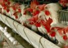 پیش خرید گوشت مرغ از مرغداران کردستان آغاز شد